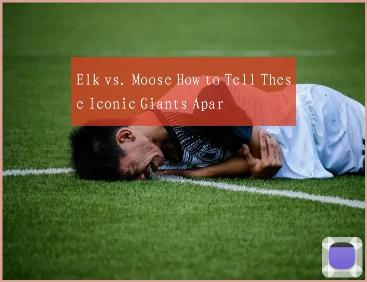 Elk vs. Moose How to Tell These Iconic Giants Apar