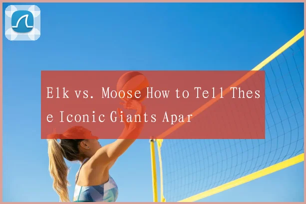 Elk vs. Moose How to Tell These Iconic Giants Apar